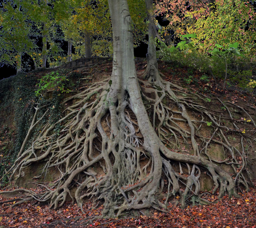 Advantages of Deep Root Treatments