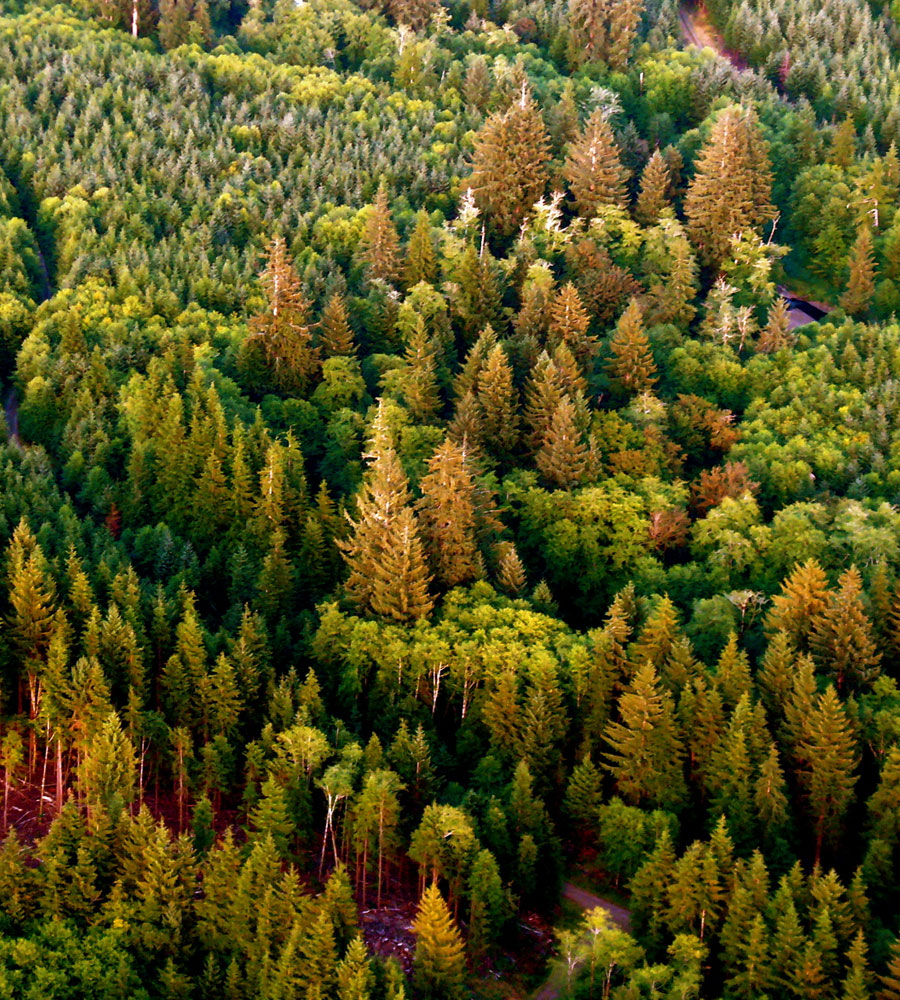forest management planning in toronto ca