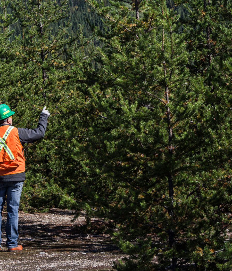 Managed Forest Tax Incentive Program