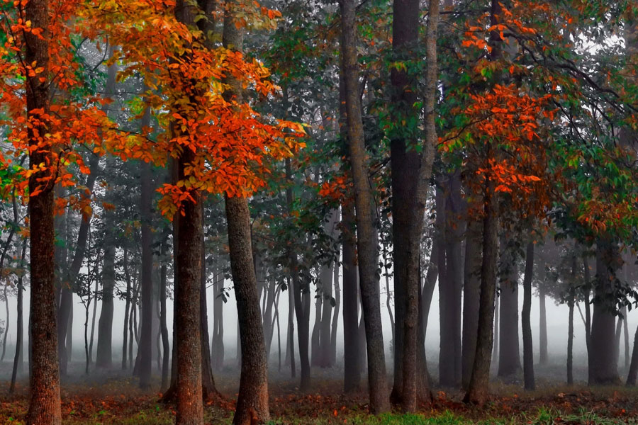 Forest Management Plan in Ontario
