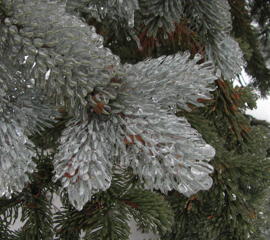 Free Tree Inspection and Consultations