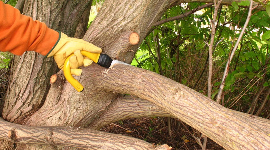 Tree Pruning and Maintenance