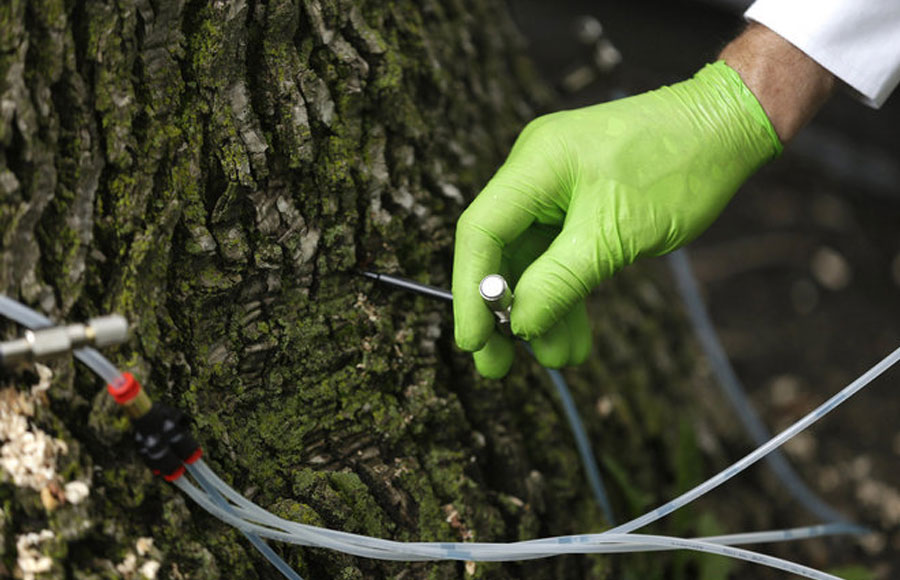 Ash Tree Injections