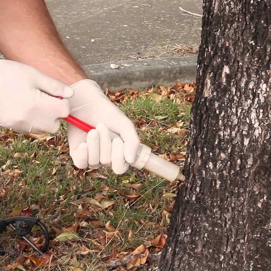 When to Treat Ash Tree