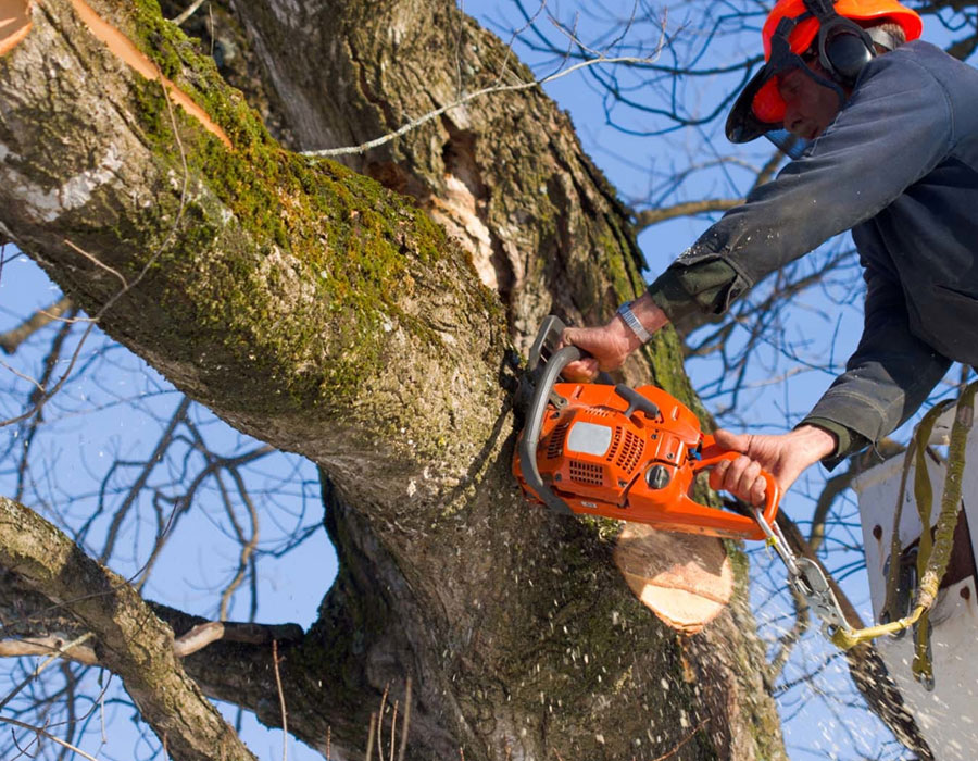 tree removal in mississauga ca
