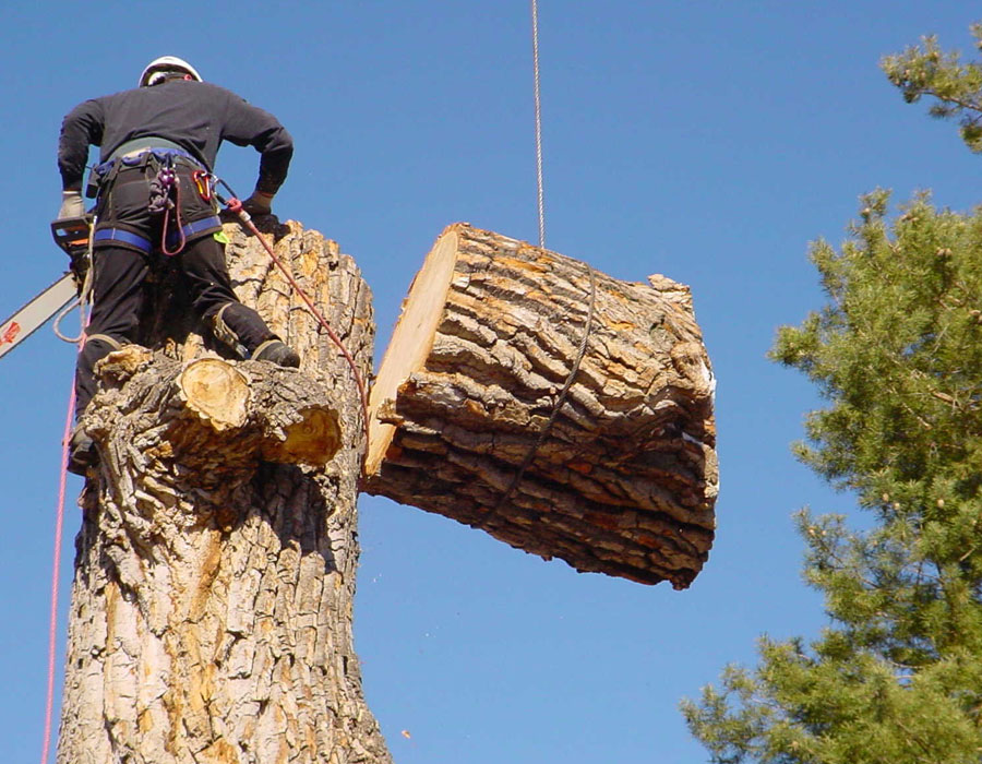 Tree care services in Mississauga