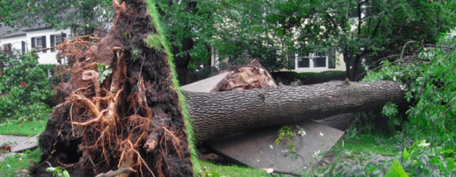 Missiassauga tree removal service