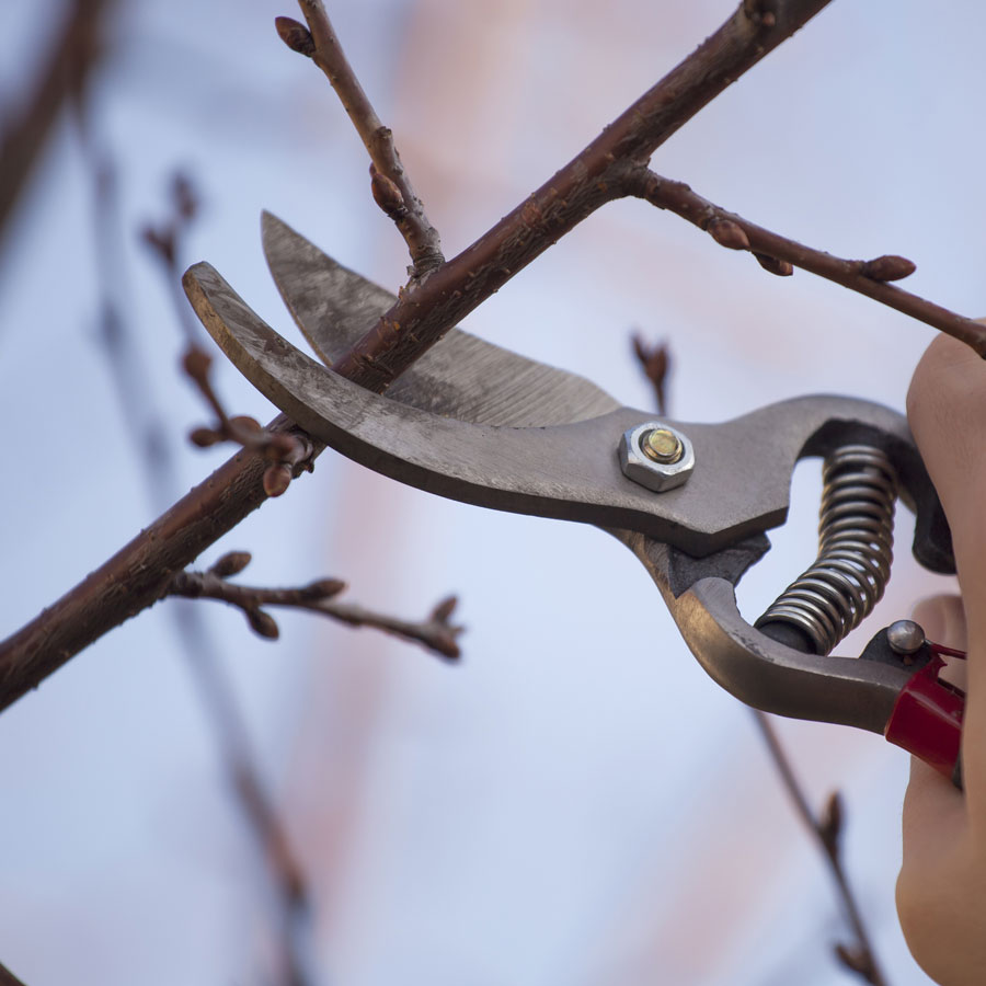 Missiassauga tree cutting