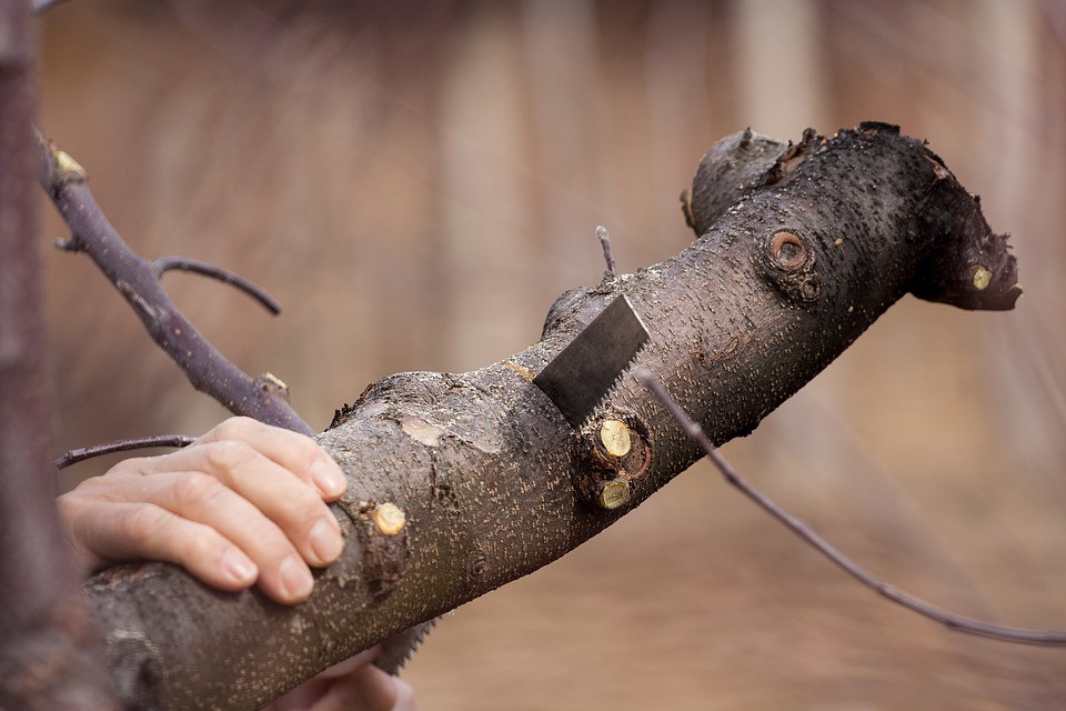 Oakville Tree pruning/ shaping/trimming
