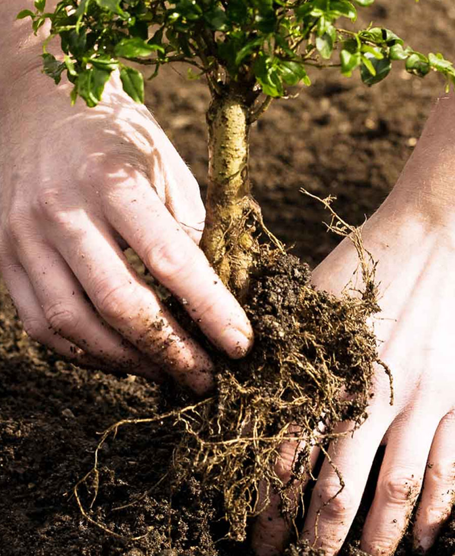 Careers for Arborists and Climbers