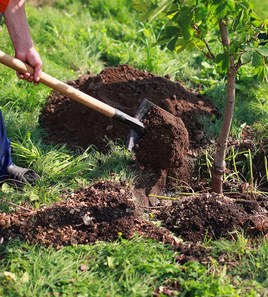 Toronto Tree Planting for Businesses