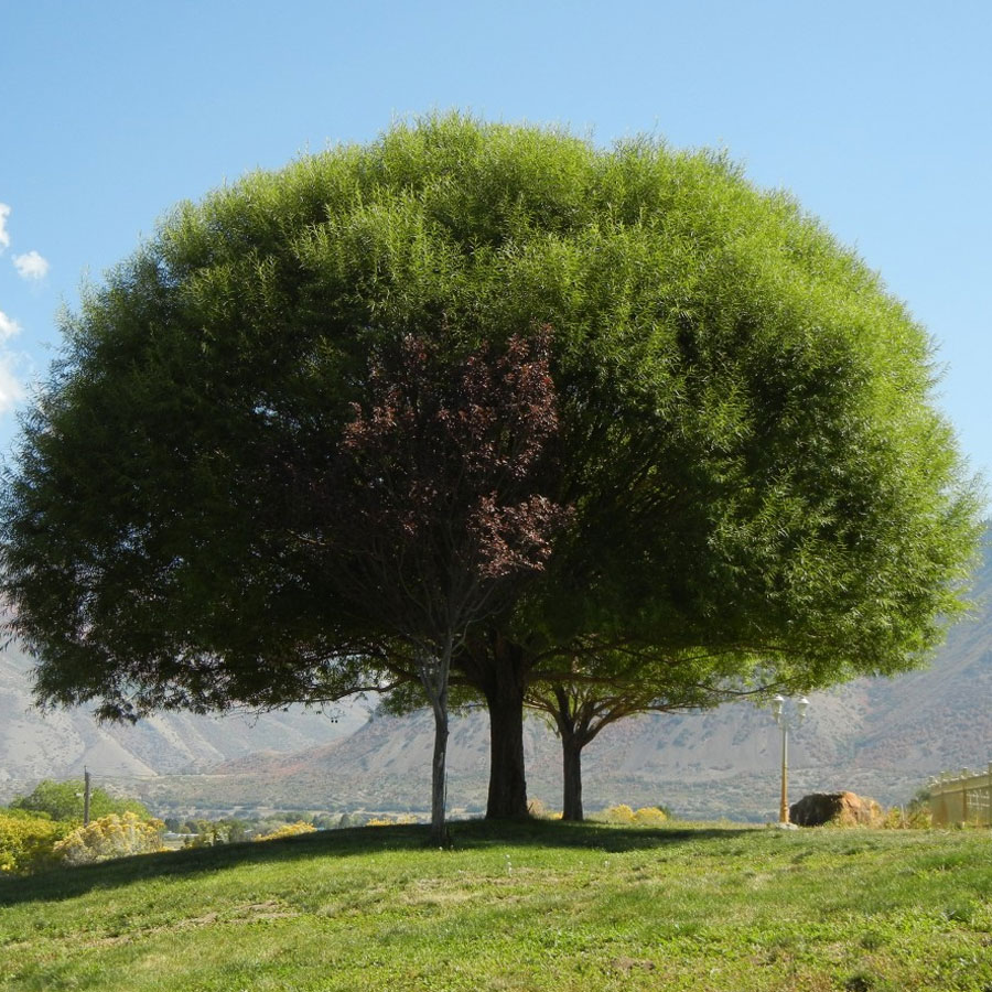 Bigger is NOT Better