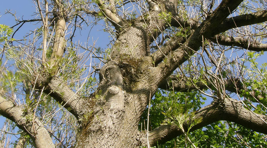 Canopy dieback