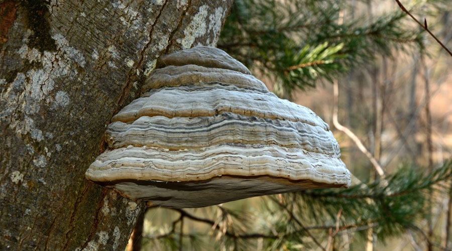 Fungi