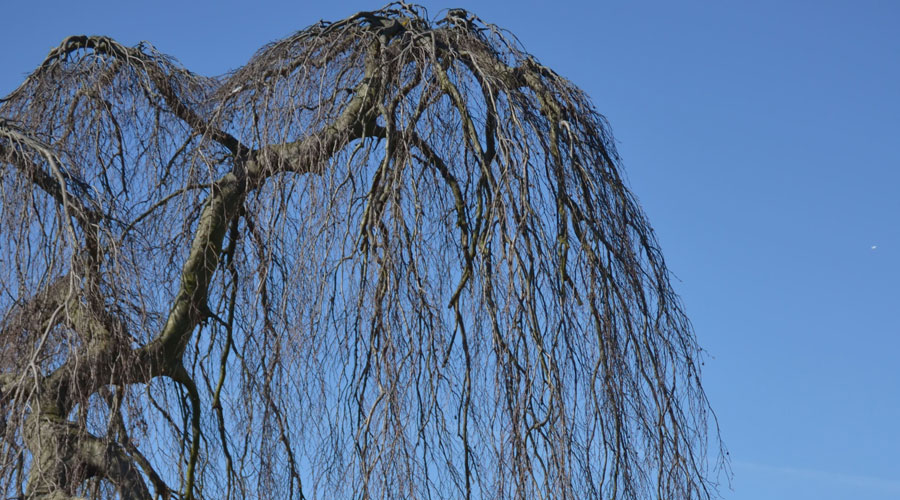 Hanging Branches