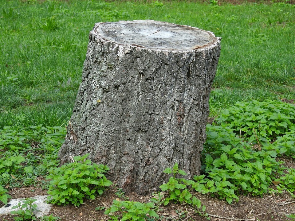 Stump grinding Ajax