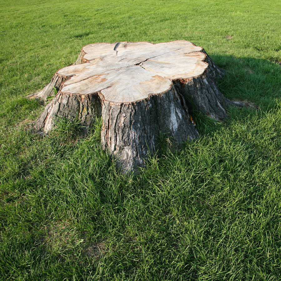 Stump Removal