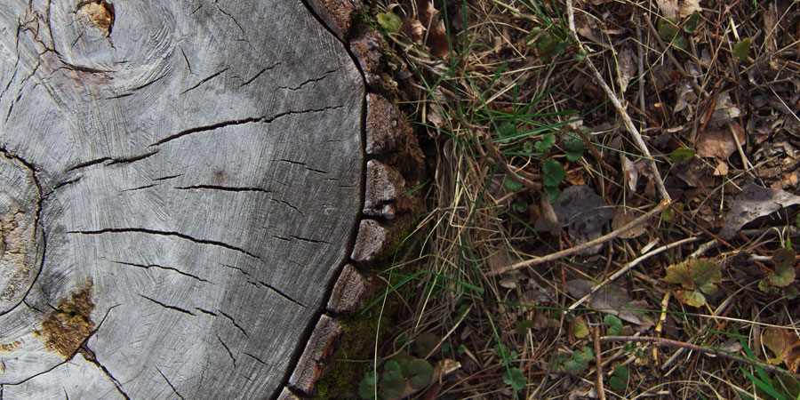 Stump Removal Service