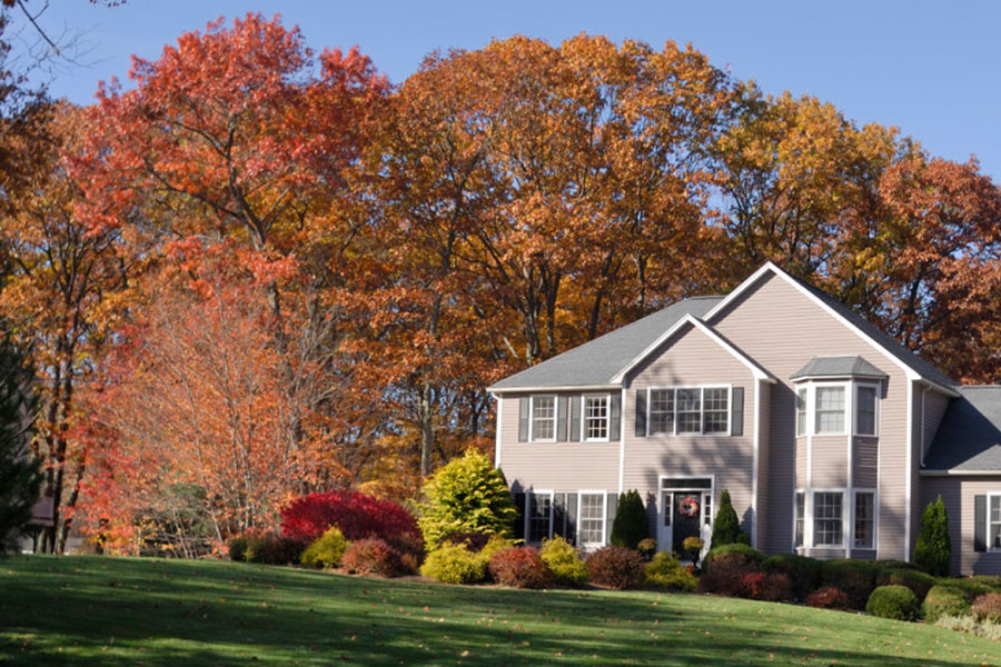 Toronto tree services