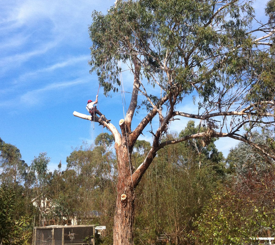 Toronto Tree Removal