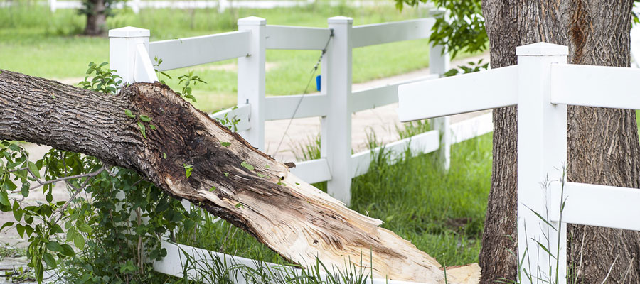 Toronto Commercial Tree Services