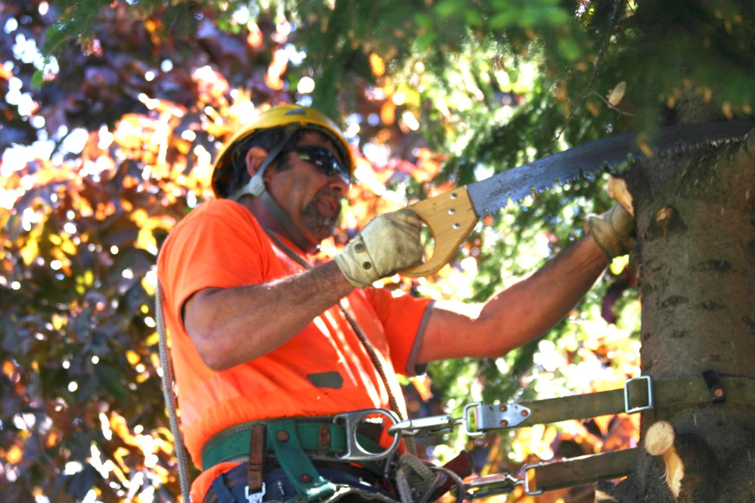 Tree Removal Oakville