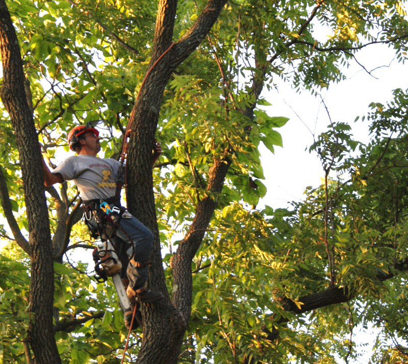 Professional Tree Trimming