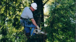 When Does a Tree Need Trimming?