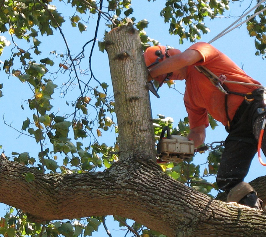 tree removal in york ca