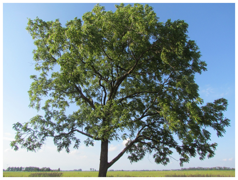 1 Black Walnut