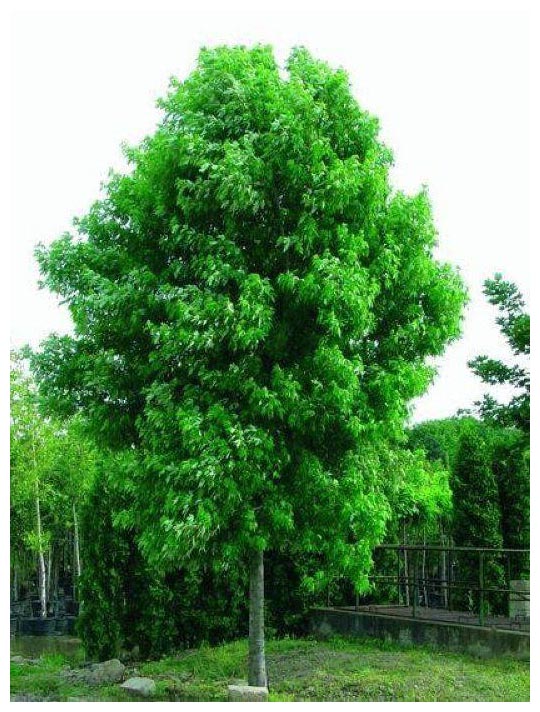 10 Silver Maple
