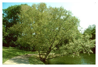 2 Black Willow