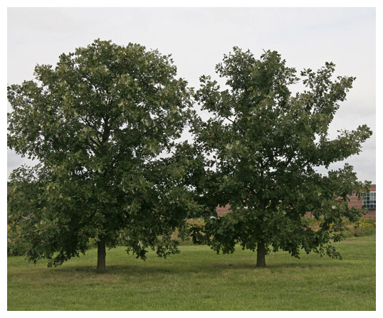 3 Bur Oak