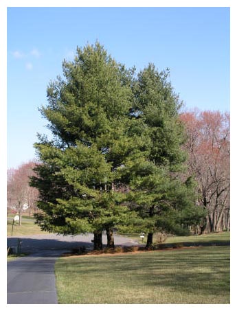 5 White Pine