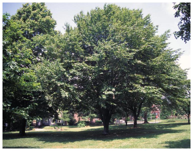 6 American Beech