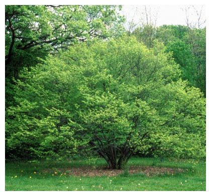 7 Blue Beech