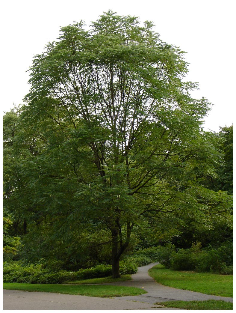 8 Kentucky Coffeetree