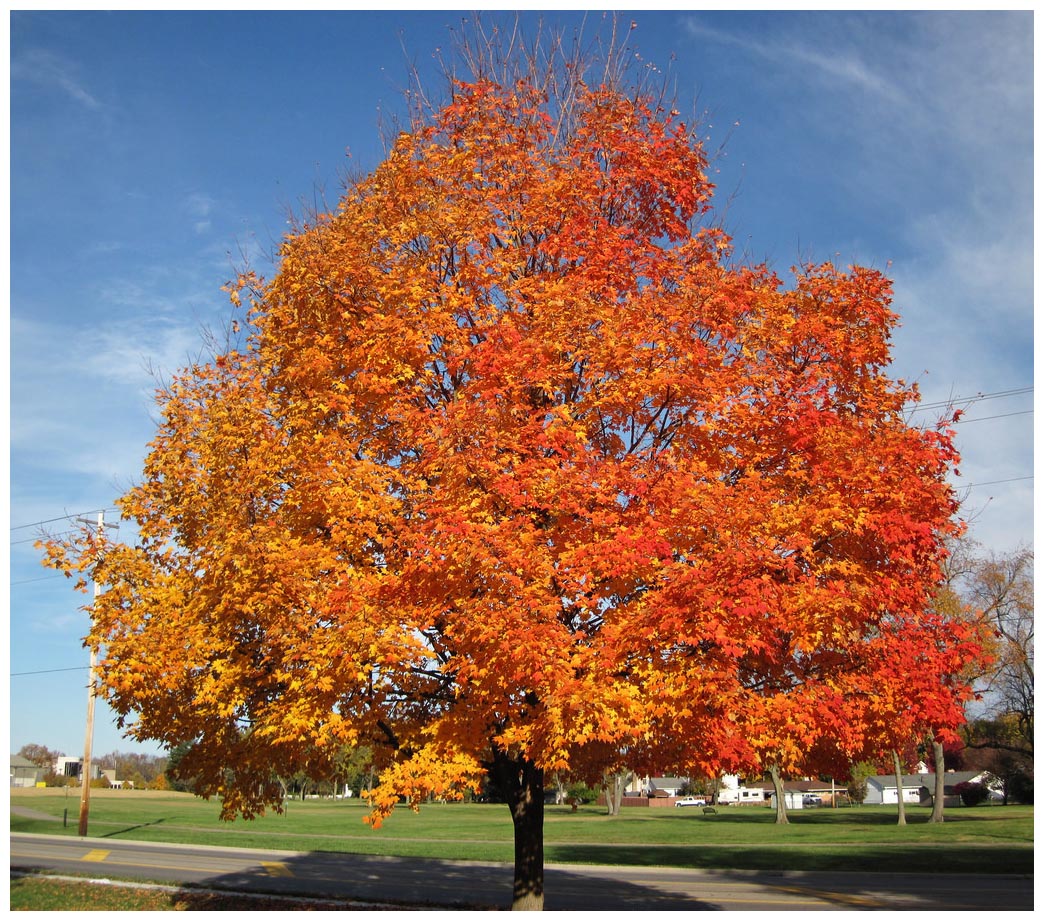 9 Sugar Maple