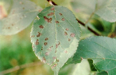 Apple Scab