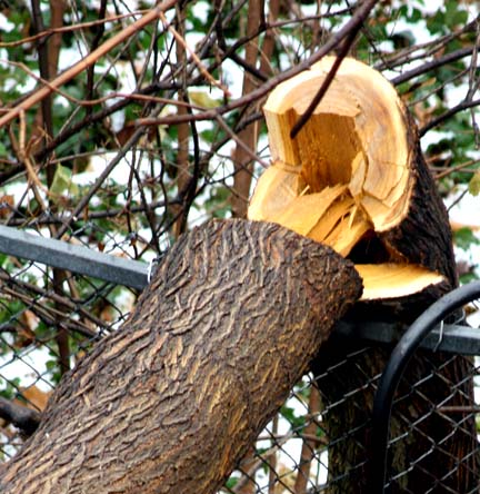 Arborist Reports and Consulting in Toronto