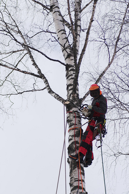 Ask Certified Arborists to Examine All of Your Trees Regularly
