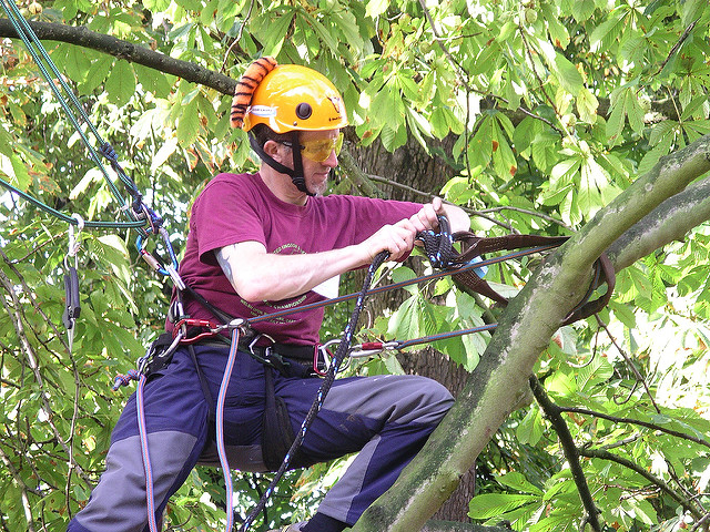 Ask Tree Care Experts for Tree Cabling and Bracing in Toronto