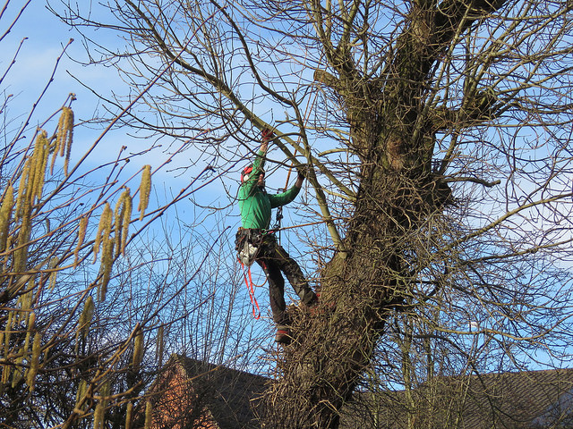 Ask an arborist for assistance if needed