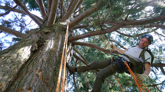 Benefits of Using Tree Care Services Provided by Tree Doctors