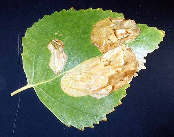 Birch Leafminer