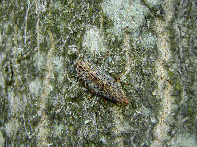 Bronze Birch Borer