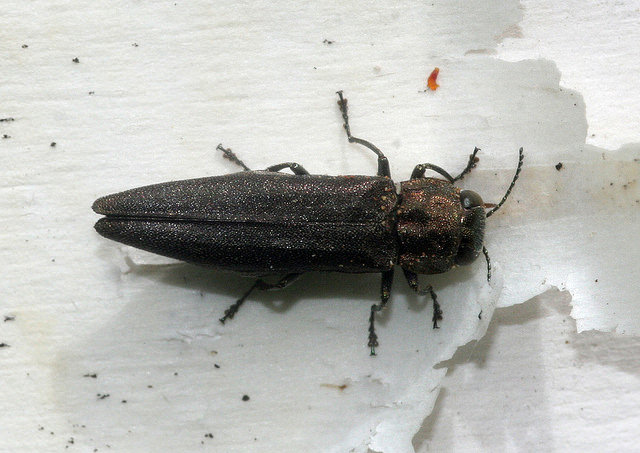 Bronze Birch Borer