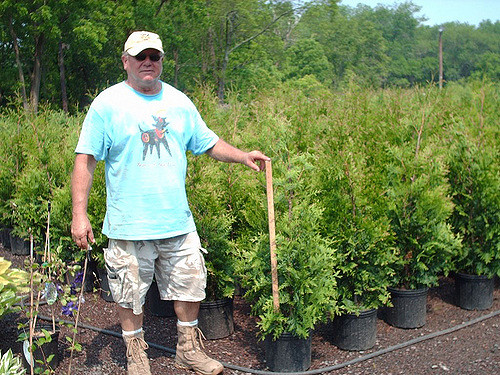 Calculate the Number of Cedars