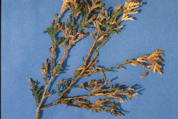 Cedar (Arborvitae) Leafminers