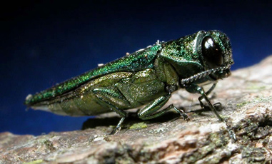 Common Pests of Trees in Toronto